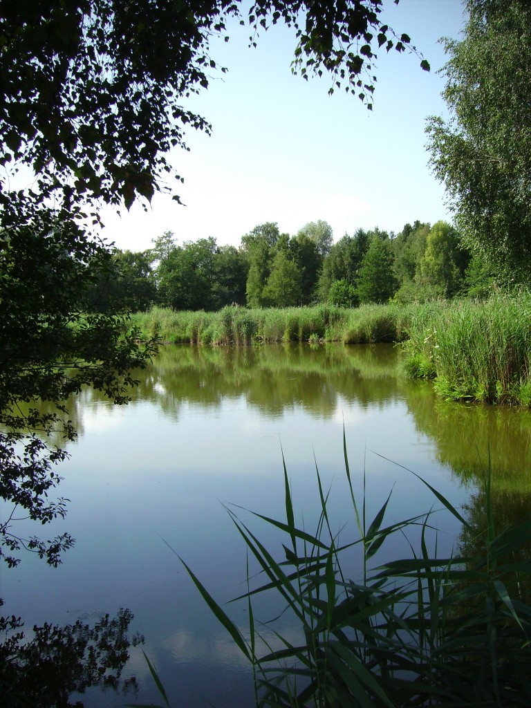 Ried zwischen Friltschen, Märwil und Buch b.M. im Thurgau (Naturschutzgebiet)