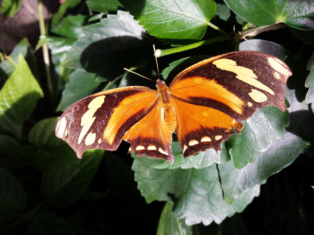 Schmetterling im Schmetterlingshaus, Blumeninsel Mainau, Konstanz am Bodensee