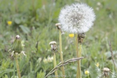 Pusteblume