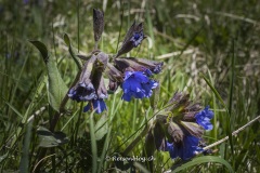 Val_Sinestra-3281 Val_Sinestra-3281