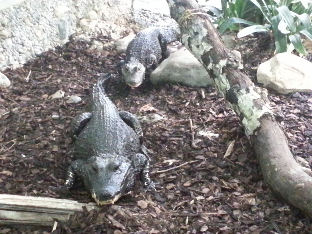 Stumpfkrokodile gehören zu den kleinsten Krokodilarten