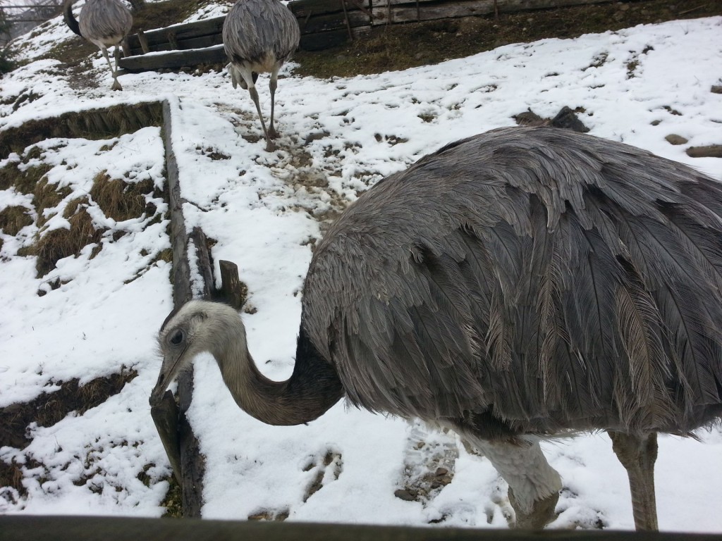 Der Emu, ein Vogel, der zwar nicht fliegen, aber gut schwimmen kann