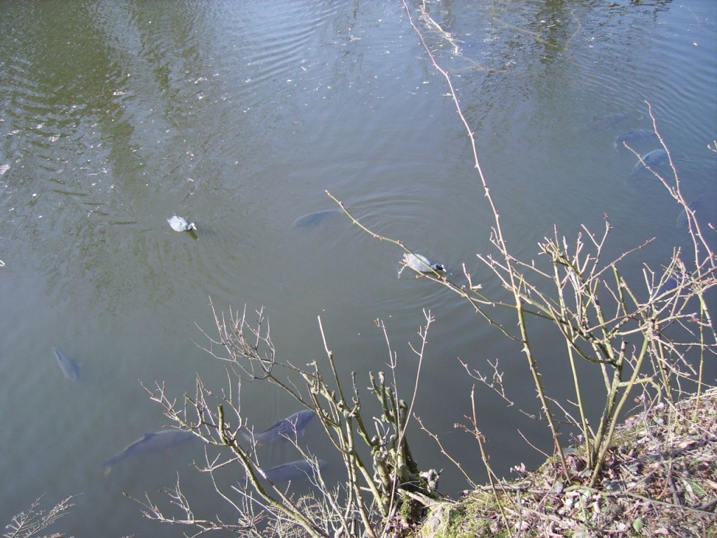 Karpfen im Blauweiher