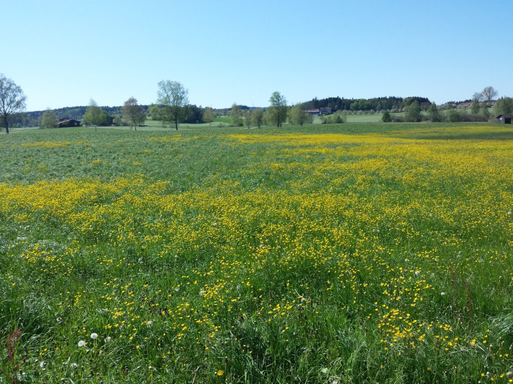 Umgebung, Feld am Märwiler Riet (Thurgau)