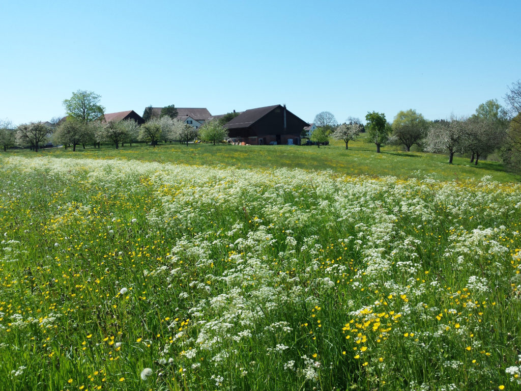 Umgebung, Wiese und Bauernhof am Märwiler Riet (Thurgau)