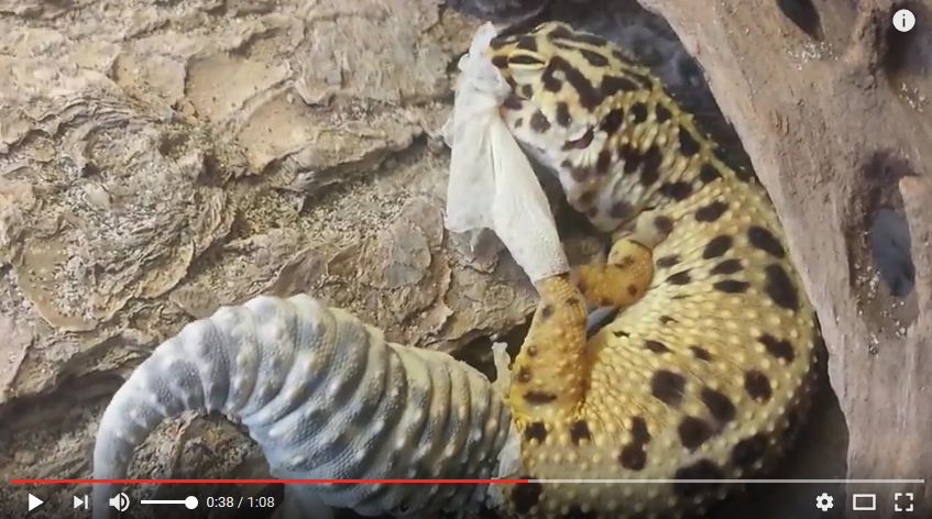 Leopardgecko bei der Häutung